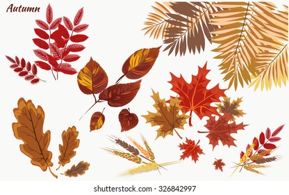 Autumn icon set. Fall leaves . Nature symbol vector collection isolated on white background.