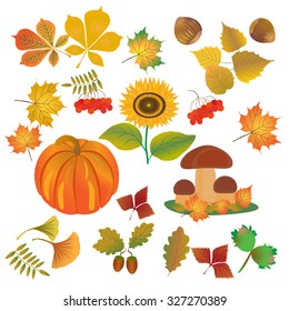 Autumn icon set. Fall leaves and berries. Nature symbol vector collection isolated on white background.