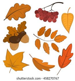 Autumn icon set on white background. Fall leaves, acorns and rowan.