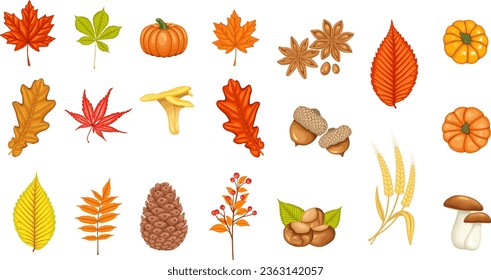 Herbstsymbole gesetzt. Ahorn, Eiche, Eiche, Kürbis, Tannenkegel, Pilze, Kastanie, Laubbaum und Herbstbeeren