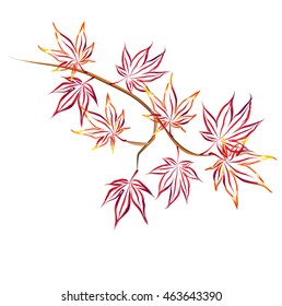 Autumn japanese maple (Acer palmatum, fullmoon maple). Hand drawn vector sketch of maple branch with red leaves for design.