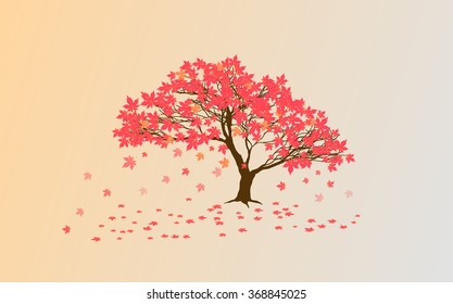 Autumn Japanese maple 