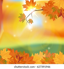 Autumn landscape. Branch with autumn leaves on blurred background of forest.