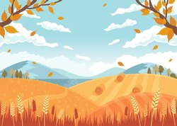 Autumn Landscape. Fields With Crops, Wheat Golden Ripe Spikelets, Round Hay Bales. Vector Illustration In Flat Style