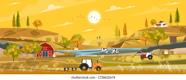 Autumn landscape with sunrise view on harvested field with farmhouse,tractor, wood barn,cows and straw bales in the countryside,Panorama view of farmlands in fall season with orange foliage.