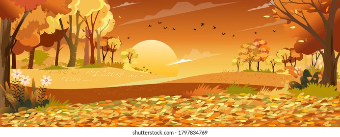 Autumn landscape wonderland forest with grass land, Mid autumn natural in orange foliage, Fall season with beautiful panoramic view with sunset behind mountain and maples leaves falling from trees 