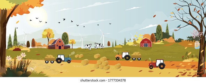 Autumn landscaps with harvest fram fields cows, tractor,wooden barn on hills, Natural foliage background in fall seson with panoramic view of eco village with grass land in sunny day 