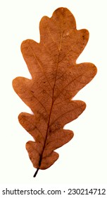 Autumn leaf background. Design element for backgrounds, infographics and illustrations.