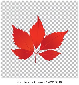 Autumn leaf bright red - isolated on a transparent background, realistic - art creative modern vector