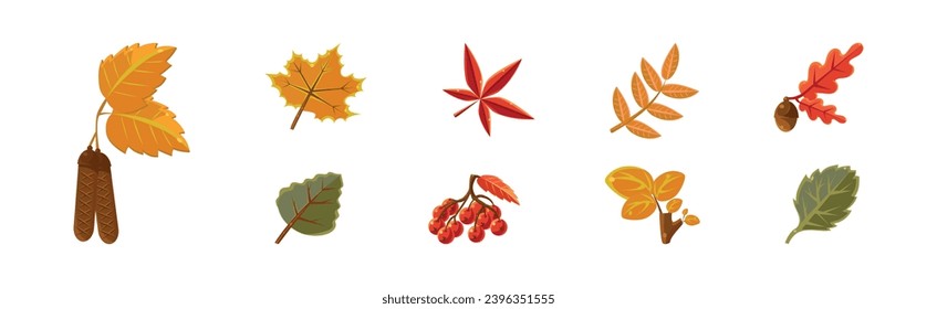 Herbstleaf- und Hellblume-Blattvektor-Set