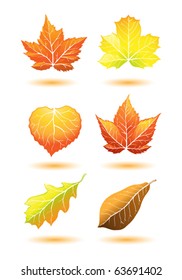 autumn leaf collection