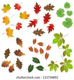 Autumn leaf, collection for designers