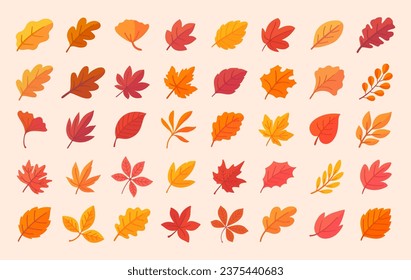 Autumn leaf collection Orange maple leaves in autumn simple design
