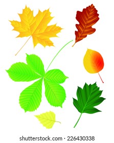 Autumn leaf collection, vector illustration - oak, wild service tree, dogwood, norway maple, silver birch, horse chestnut