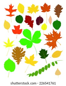 Autumn leaf collection, vector illustration - alder, Acacia, cherries, oak Pennsylvania, sweet gum -Liquidambar, Tulip Tree, Hazelnut, Oak, sweet chestnut, horse chestnut, Dogwoodm  European White Elm