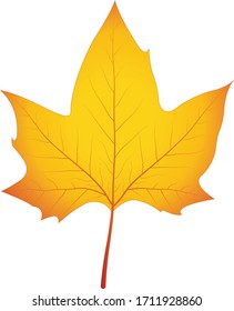 Autumn leaf color Maple leaf Vector