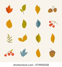 Autumn leaf design. Colorful falling oak, maple, birch leaves, rowan berry, acorn. Vector september, october or november tree foliage. Botanical forest plant element illustration. Autumnal icon set
