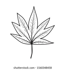 Autumn leaf design, season nature ornament garden decoration and botany theme Vector illustration