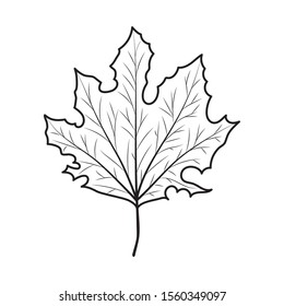 Autumn leaf design, season nature ornament garden decoration and botany theme Vector illustration