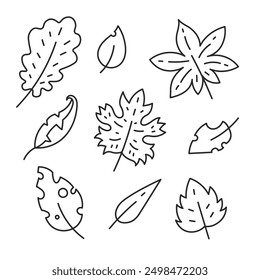 Autumn Leaf Doodle Set. Hand drawn fall leaves sketches. Rough tattered Maple Oak Birch Chestnut foliage line art. Isolated vector illustration 