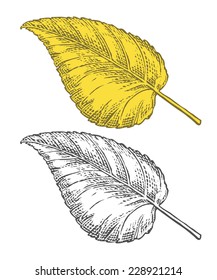 Autumn leaf in engraving style.  Vector illustration, isolated, grouped, transparent background.