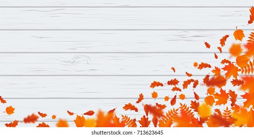 Autumn leaf fall or autumnal falling leaves pattern on white wooden background. Vector orange foliage of maple, rowan or chestnut and poplar leaf flying in wind motion blur design for autumn design