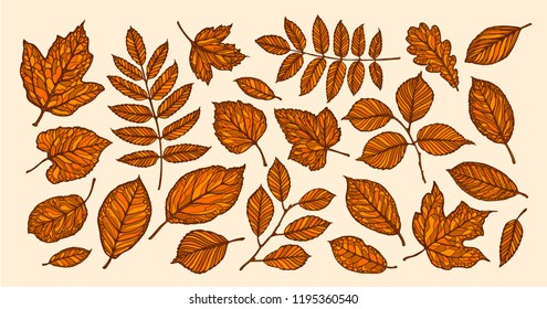 Autumn, leaf fall concept. Decorative tree leaves. Vector illustration