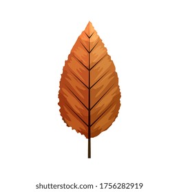 autumn leaf or fall foliage on white background vector illustration design