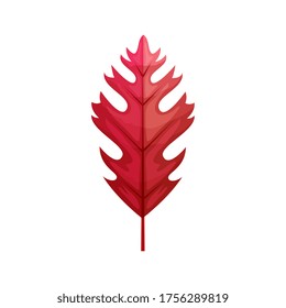 autumn leaf or fall foliage on white background vector illustration design