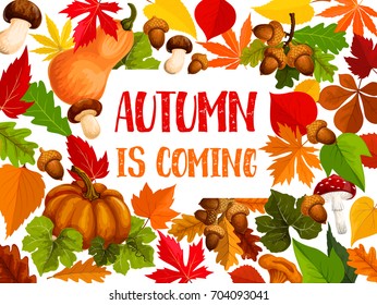 Autumn leaf and fall harvest vegetable welcome banner. Orange maple leaves, pumpkin, red chestnut foliage, acorn branch, amanita mushroom, chanterelle and cep poster for autumn holiday design.