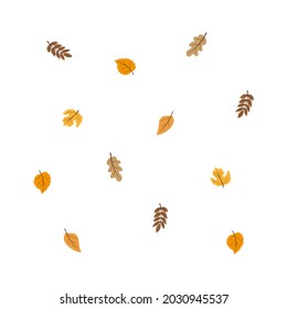 Autumn leaf fall on a white background