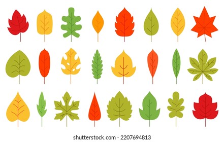 Autumn leaf flat floral icon set. Fall colorful nature organic leaves of oak birch maple tropical monstera, poplar ash aspen chestnut tea sprout isolated on white. Forest plant foliage deciduous tree