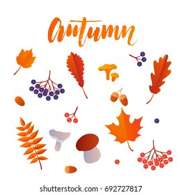 Autumn leaf foliage icons of oak acorn, maple or elm and rowan with berry and mushroom. Vector isolated elements for September autumnal sale promo poster, leaflet or web banner.