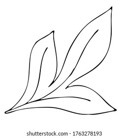 autumn leaf, freehand drawing, vector element in doodle style, coloring book, black outline
