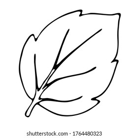 autumn leaf, freehand drawing, vector element in doodle style, coloring book, black outline