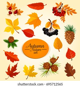 Autumn leaf, fruit and berry icon set. Fallen leaf of maple and oak tree, fall season branches with fruit of rowanberry, forest briar and chokeberry, pine tree cone symbol for autumn nature design