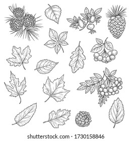 Autumn leaf and fruit sketches. Vector fall leaves of maple tree, oak and birch, chestnut foliage, october acorn, rowan and briar berries, branches with pinecone and needles, nature season themes