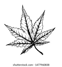 autumn leaf ,hand drawing , vector illustration isolated on white background