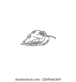 Autumn leaf hand drawn isolated vector illustration. Botanical sketch engraved drawing. Fall symbol and decoration element for border, frame, poster, pattern.