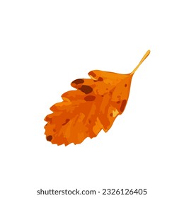 Autumn Leaf Icon Isolated, Colored Autumn Tree Leaves Symbol, Red Orange Foliage Silhouette, Fall Leaf Contour on White Background, Vector Illustration