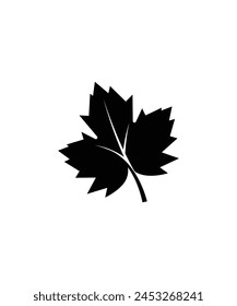 autumn leaf icon, vector best flat icon.
