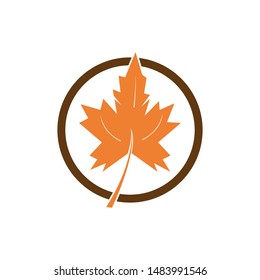 autumn leaf icon vector design template