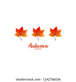 Autumn leaf illustration