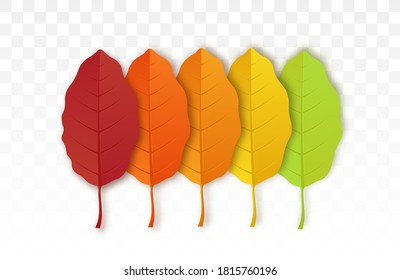 Autumn leaf isolated on transparent background.  Set of bright autumn leaves. Yellow autumnal garden leaf, red fall leaf and fallen dry leaves.