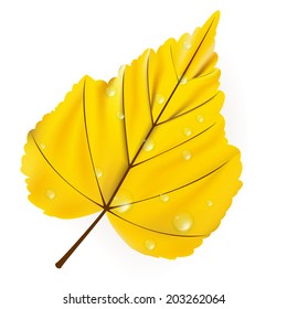 Autumn leaf isolated on white background. plus EPS10 vector file