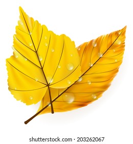 Autumn leaf isolated on white background. plus EPS10 vector file