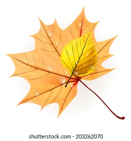 Autumn leaf isolated on white background. plus EPS10 vector file
