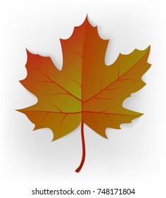 Autumn leaf isolated on a white background. Vector 