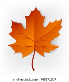 Autumn leaf isolated on a white background. Vector 