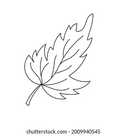 Autumn leaf in a linear style organic natural tree leaf. Isolated outline drawing modern minimalistic outline illustration isolated on white.